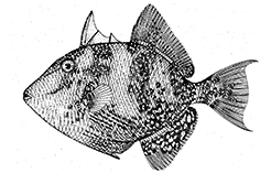 Balistes capriscus_001.jpg